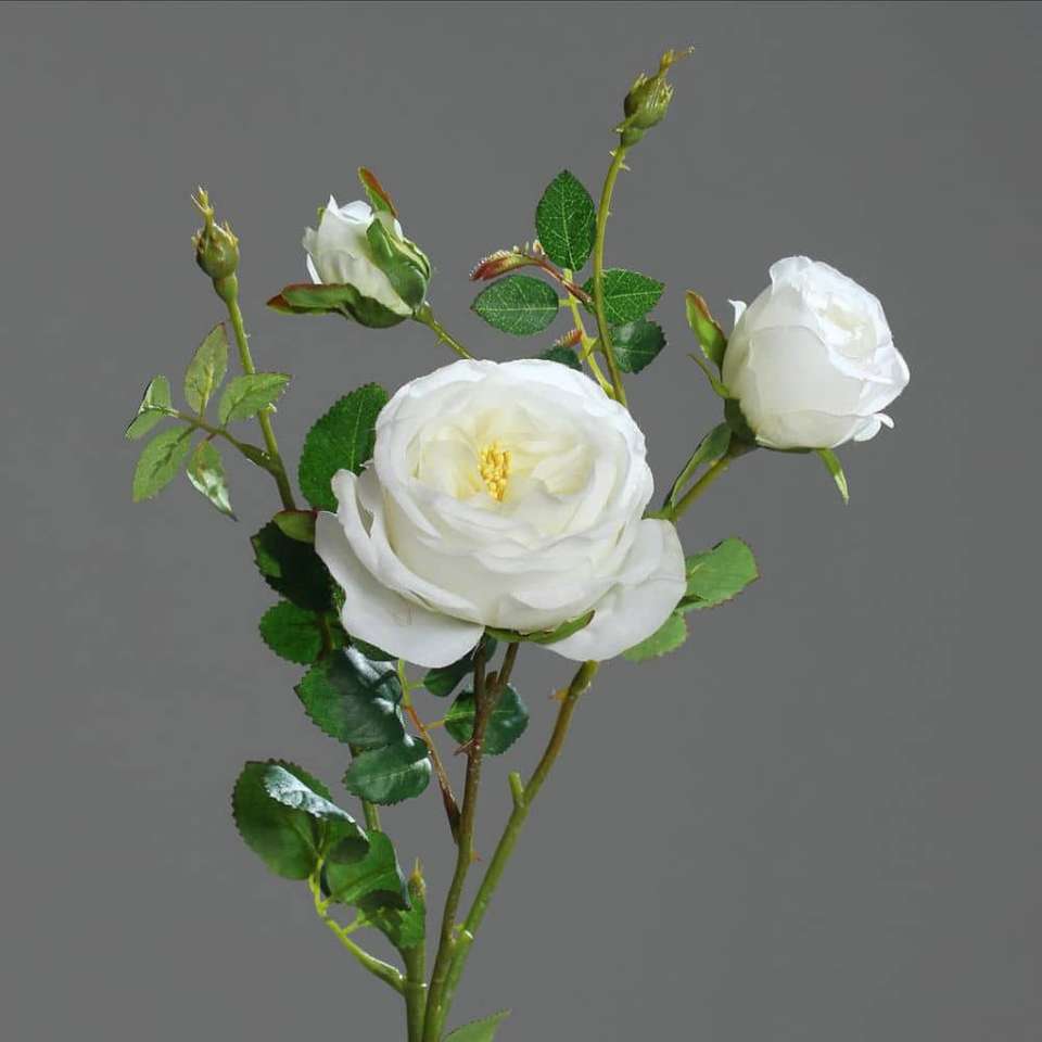 biała róża angielska puzzle online