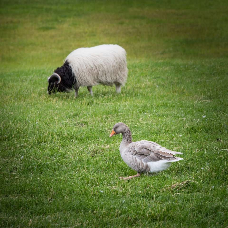 szara kaczka i biały baran na zielonej trawie puzzle online
