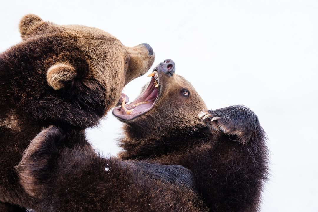dwa brązowe niedźwiedzie grizzly puzzle online