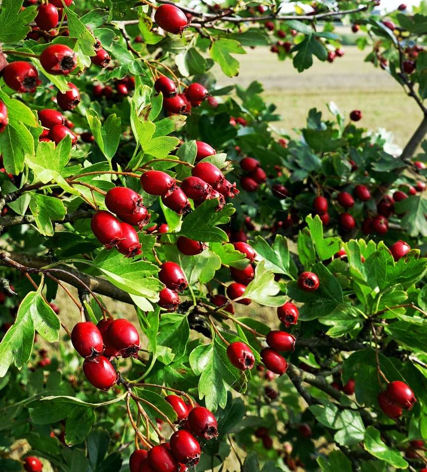czerwone okrągłe owoce na zielonej trawie w ciągu dnia puzzle online