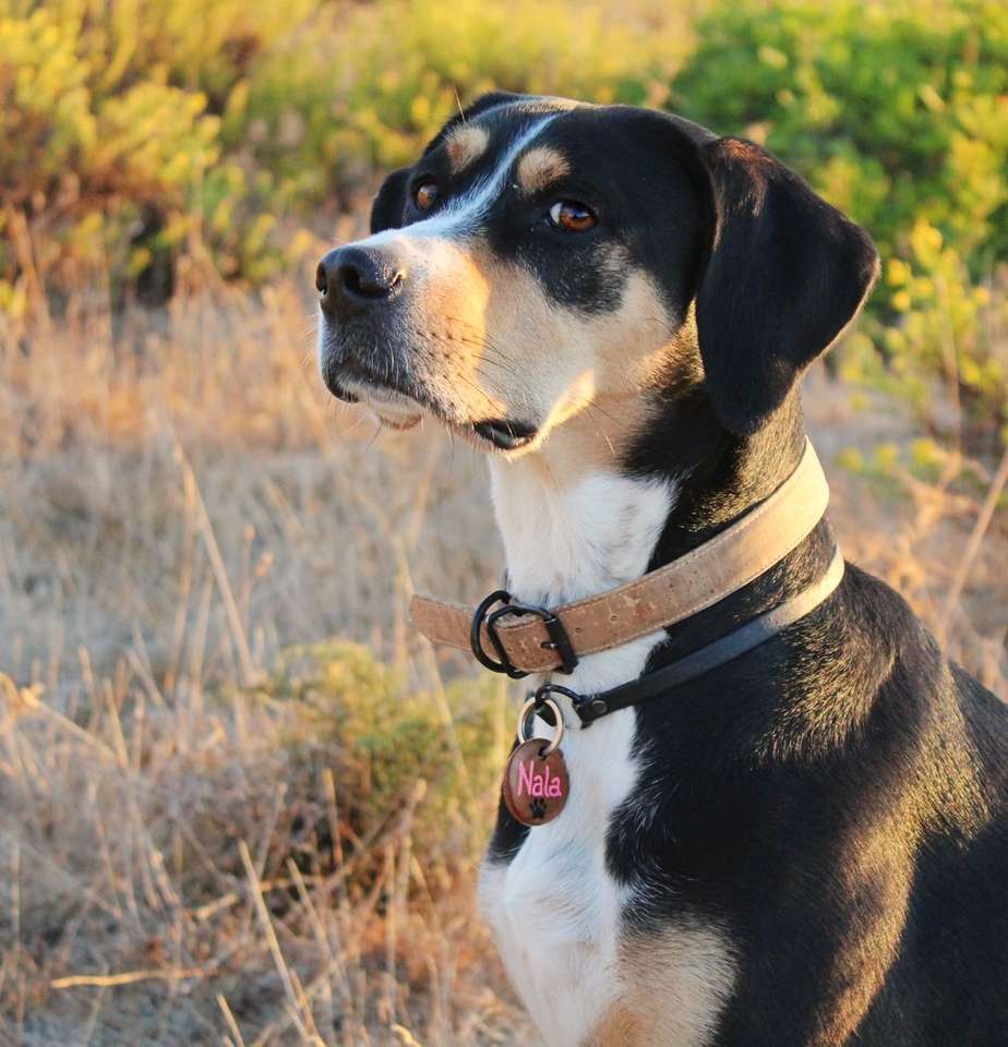 cachorro com pêlo curto preto e branco em campo de grama marrom quebra-cabeça