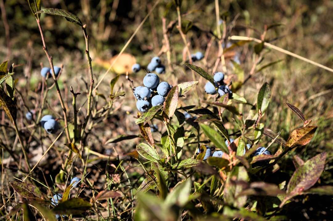 niebieskie jagody na zielonej trawie w ciągu dnia puzzle online