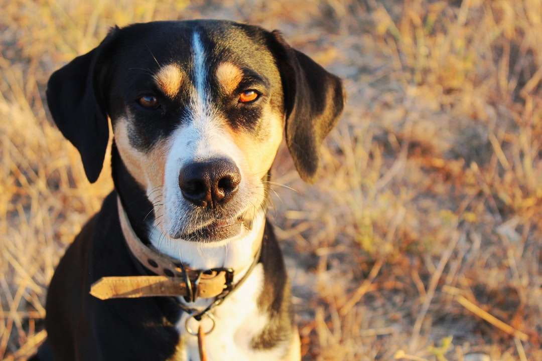 czarno-biały pies krótkowłosy na brązowym polu trawy puzzle online
