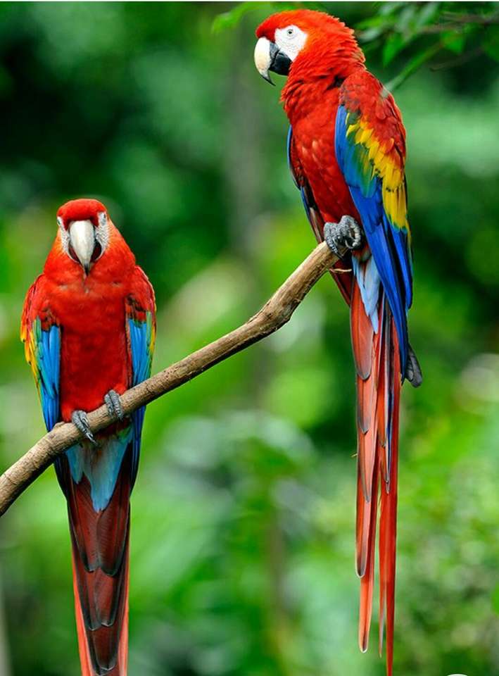 Papugi (ptak) puzzle online