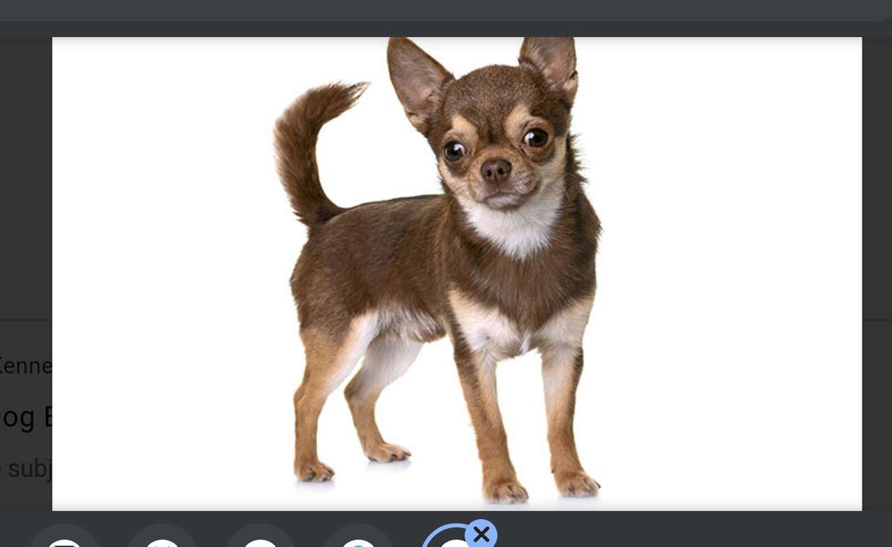 Chihuahua (rasa psów) puzzle online
