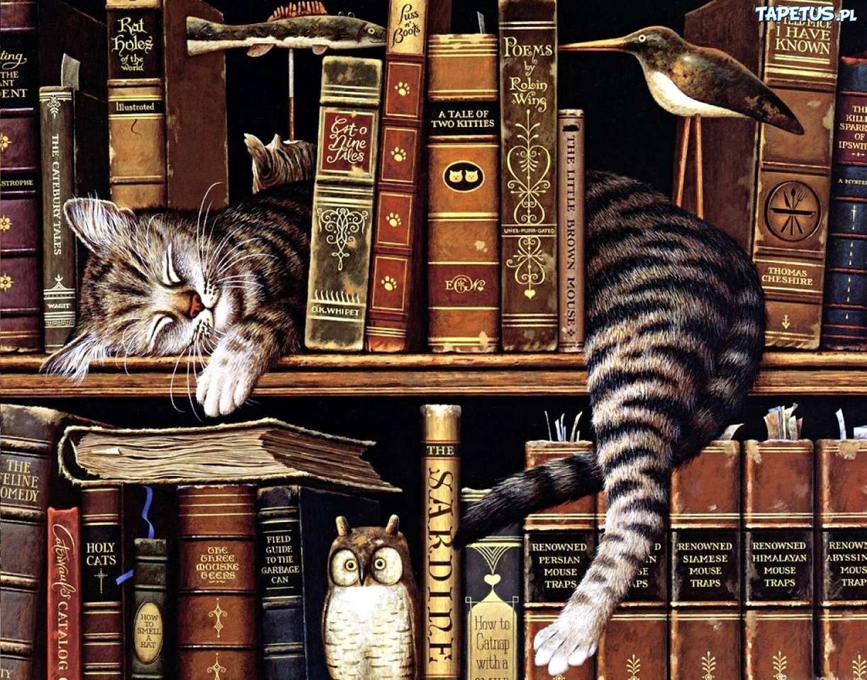 Kot na półce z książkami puzzle online