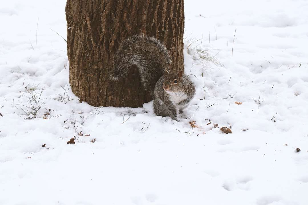 wiewiórka patrzy na to tuż obok drzewa zimą puzzle online