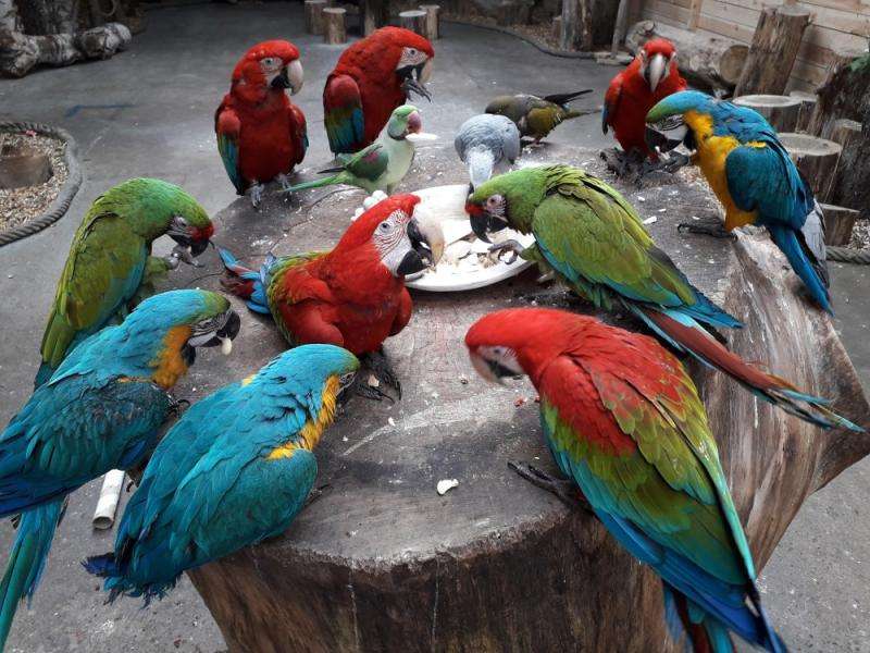 papużki jedzą puzzle online