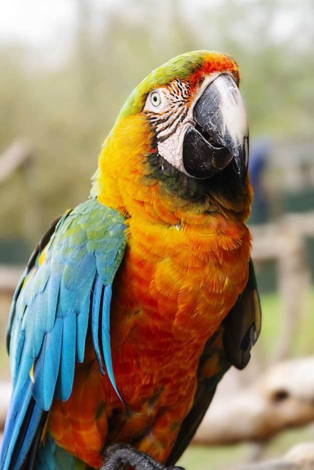papuga ara na gałęzi puzzle online