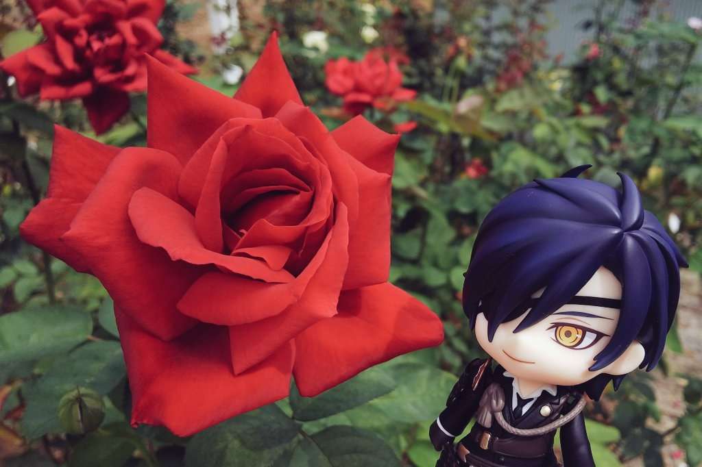 Mitsutada prezentuje śliczną czerwoną różę puzzle online