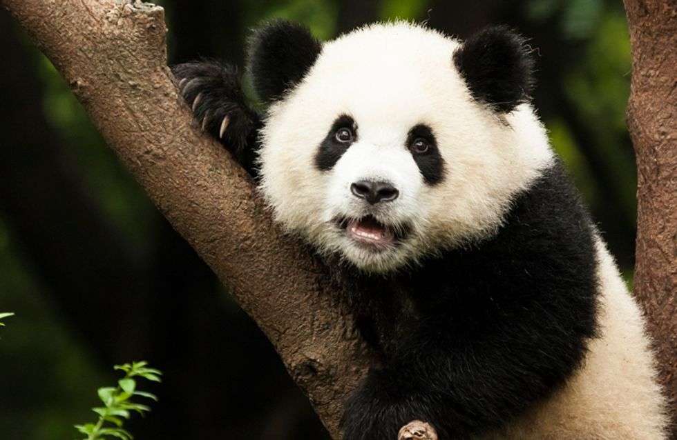 Miś panda puzzle online