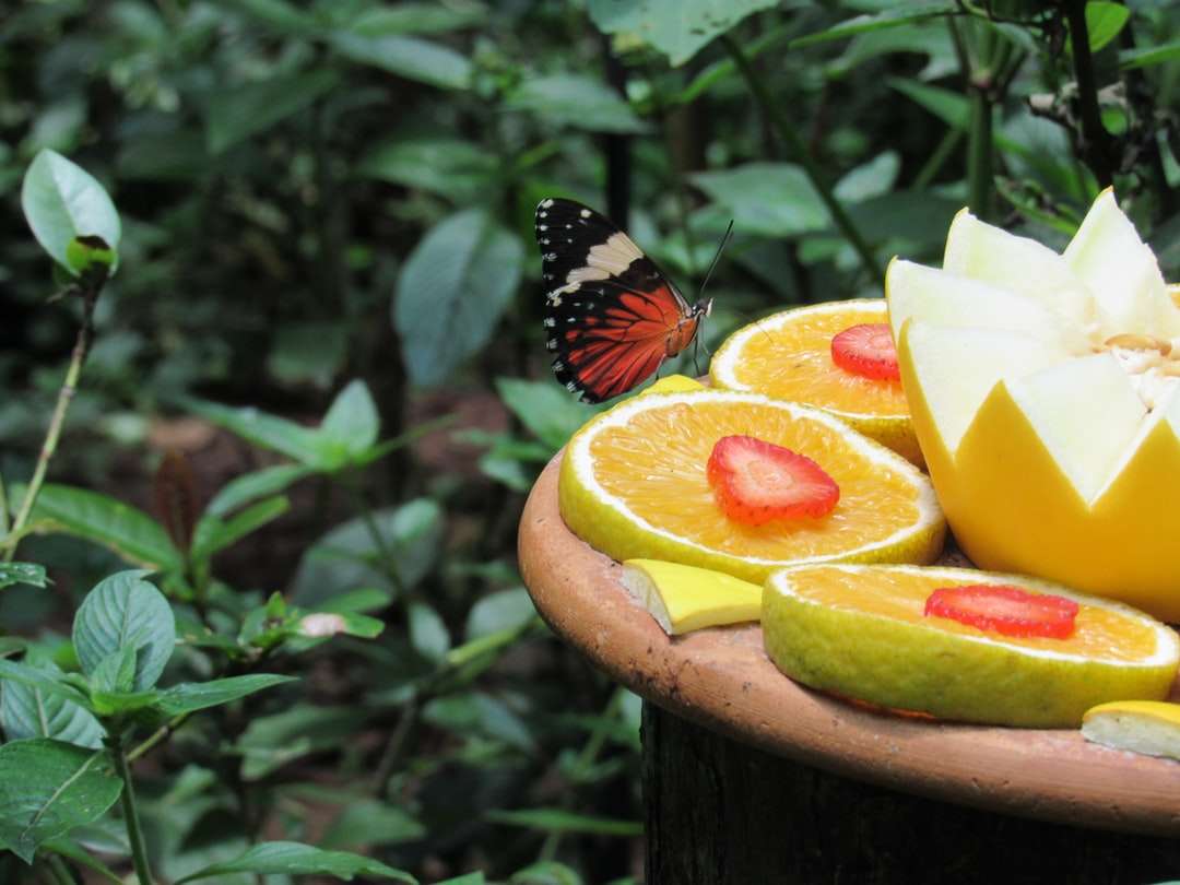 selektywna fotografia fokus motyla na pokrojone owoce puzzle online