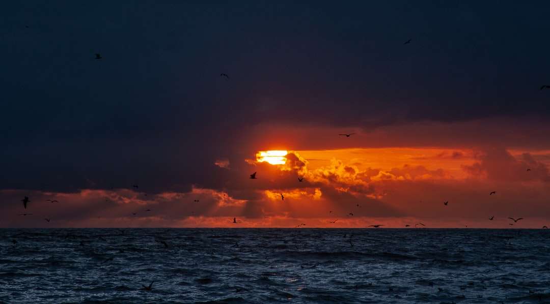 ptaki latające nad morzem podczas zachodu słońca puzzle online