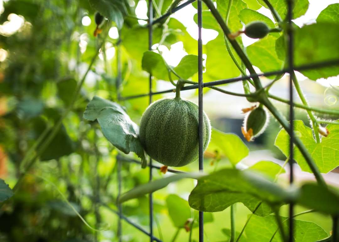 zielone owoce na czarnym metalowym ogrodzeniu w ciągu dnia puzzle online