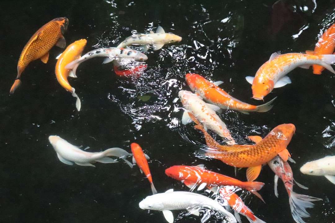 biała i pomarańczowa ryba koi z bliska puzzle online