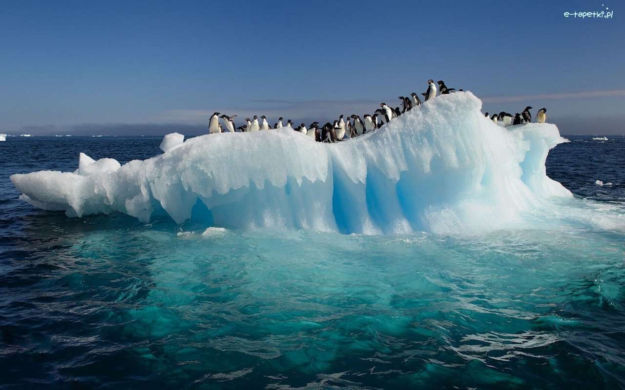 pingwiny na krze lodowej puzzle online