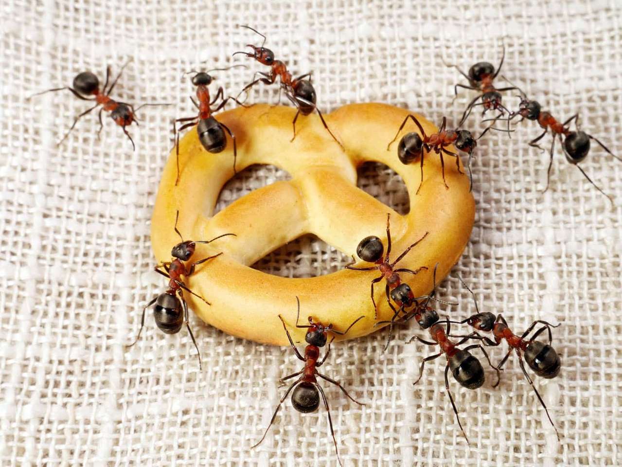 jadalne mrówki puzzle online