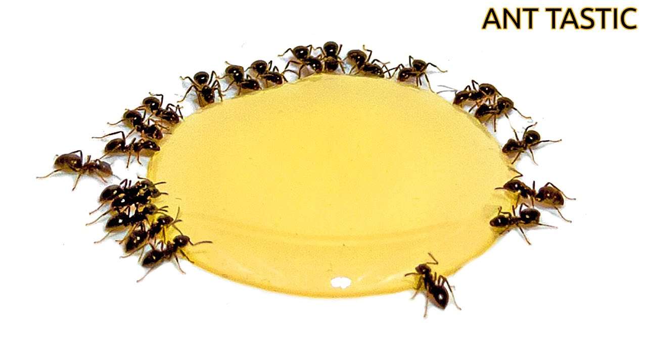 jadalne mrówki puzzle online