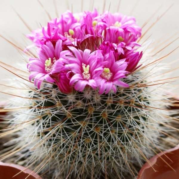 kaktus z kwiatami puzzle online