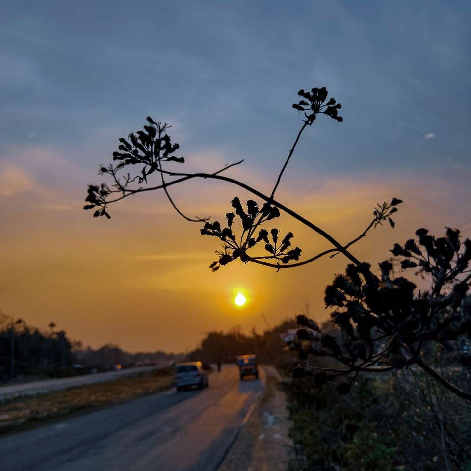 szara droga asfaltowa między zielonymi drzewami podczas zachodu słońca puzzle online