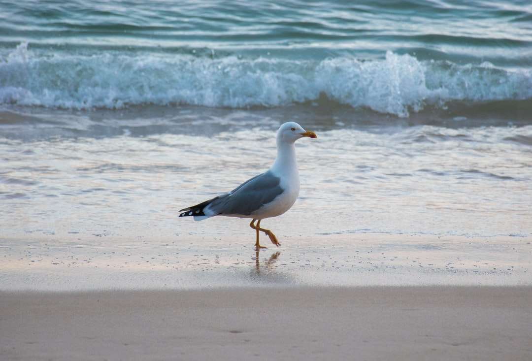 czarno-biały ptak na brzegu morza puzzle online