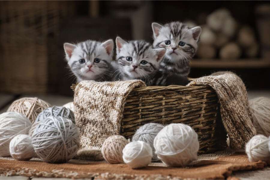 kotki w koszu puzzle online