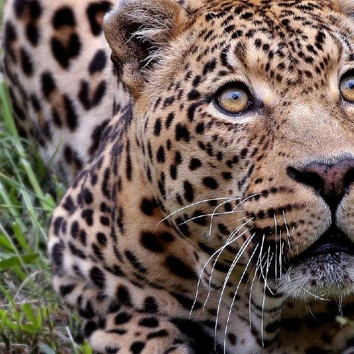 jaguar puzzle online