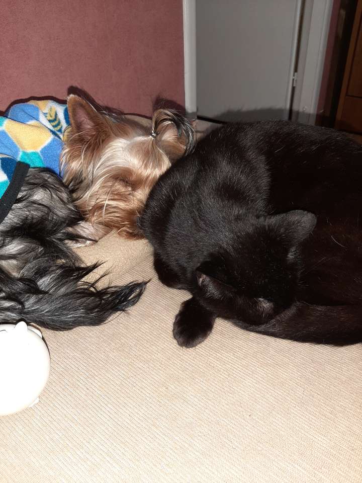 Czarny kotek i Yorkshire Terrier puzzle puzzle online