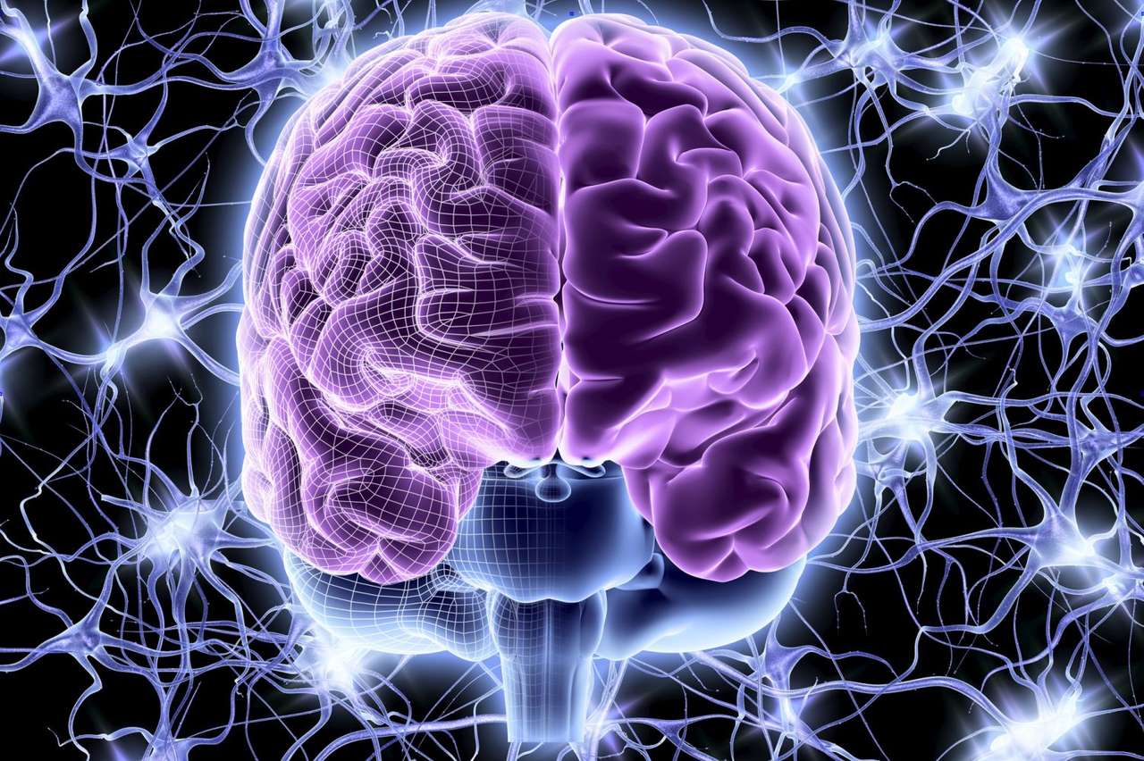 Ludzki mózg puzzle online