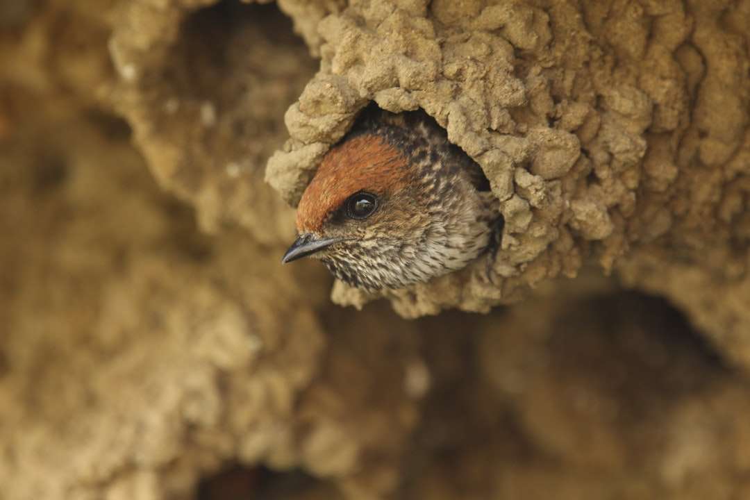 brązowy i czarny ptak na brązowej skale puzzle online