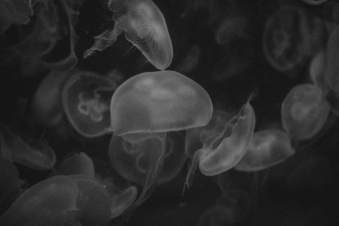 fotografia meduzy w skali szarości puzzle online