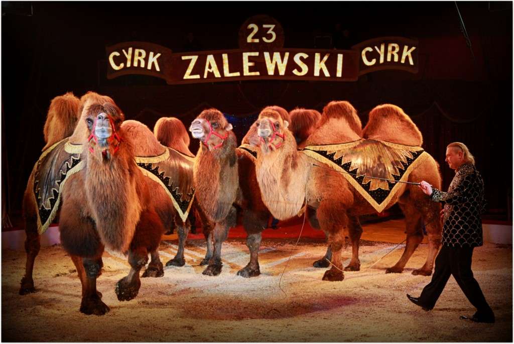 wielbłądy w cyrku puzzle online