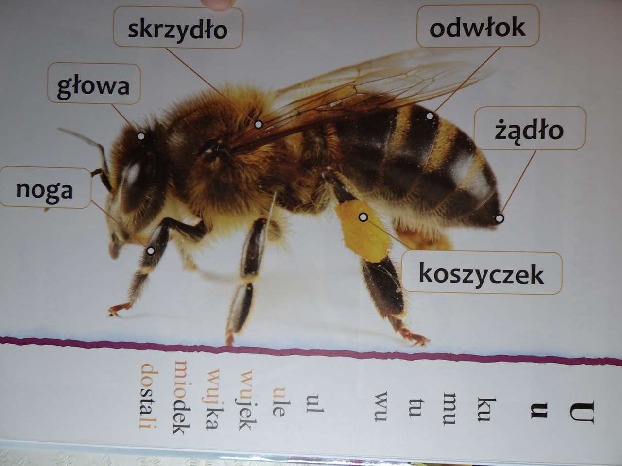 Budowa pszczoły puzzle online