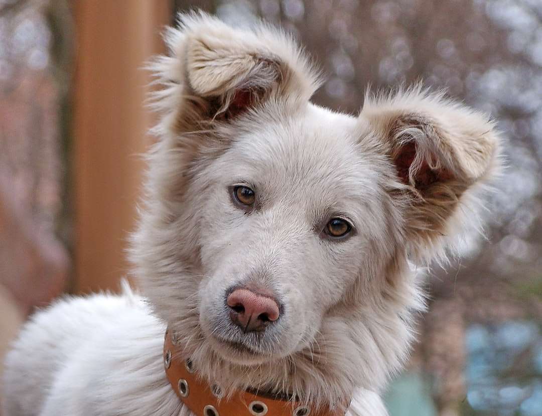 biało-brązowy pies długowłosy puzzle online
