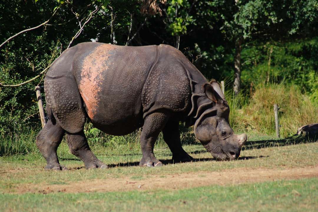 brązowy nosorożec jedzący trawę puzzle online