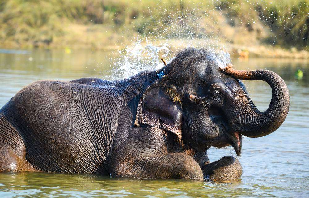 słoń w wodzie puzzle online