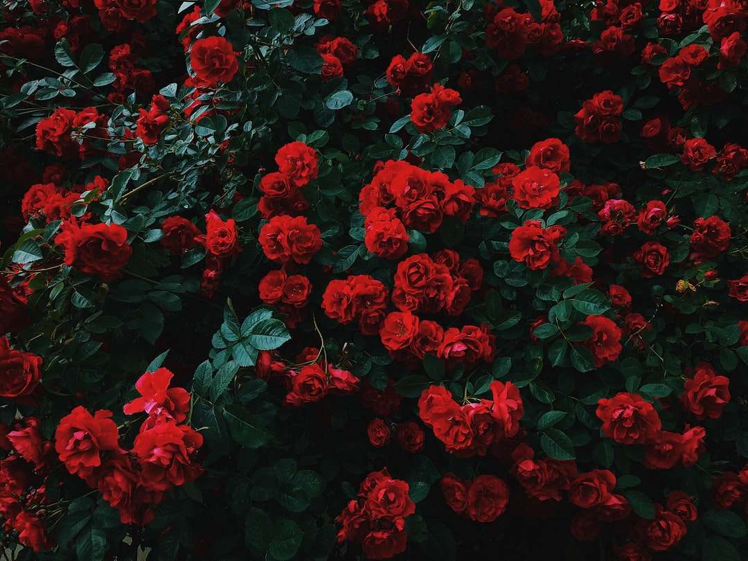 łóżko z czerwonych róż w rozkwicie puzzle online