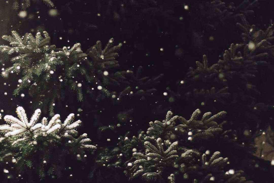 śnieg spada na drzewo puzzle online