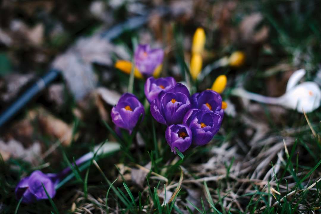 bliska fotografii fioletowych płatków kwiatów puzzle online