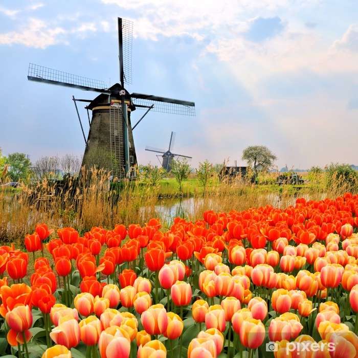 tulipany w holandii puzzle online
