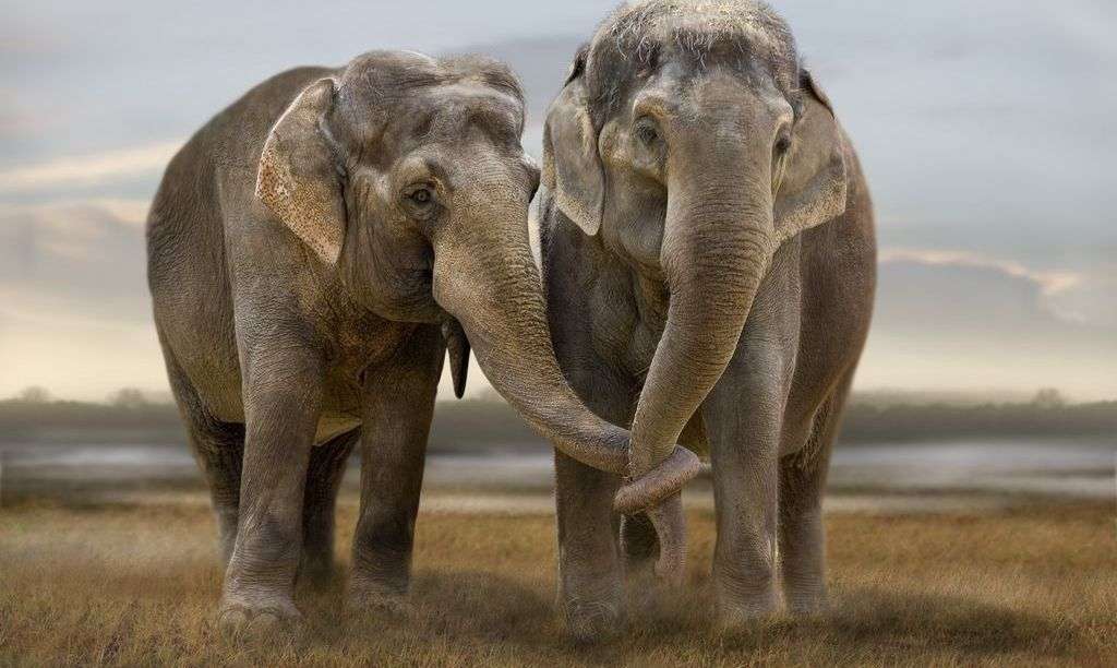 elefantes (pareja) - Puzzle Factory
