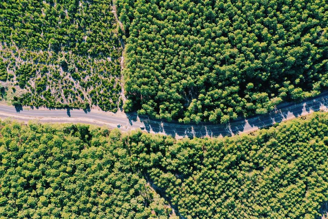 zielone drzewa na szarej betonowej drodze w ciągu dnia puzzle online