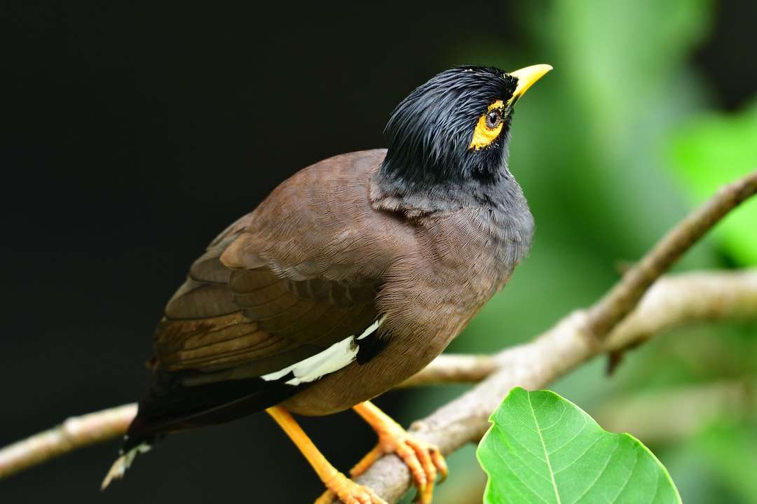 brązowy i czarny ptak na gałęzi drzewa puzzle online
