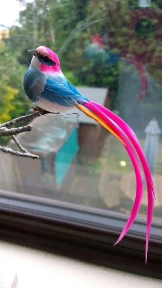 färgglad liten fågel pussel