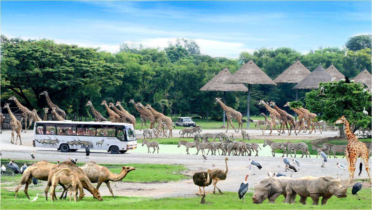 safari world w tajlandii puzzle online
