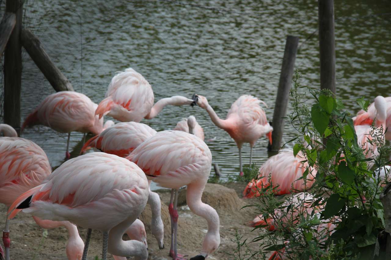 Flamingi puzzle online