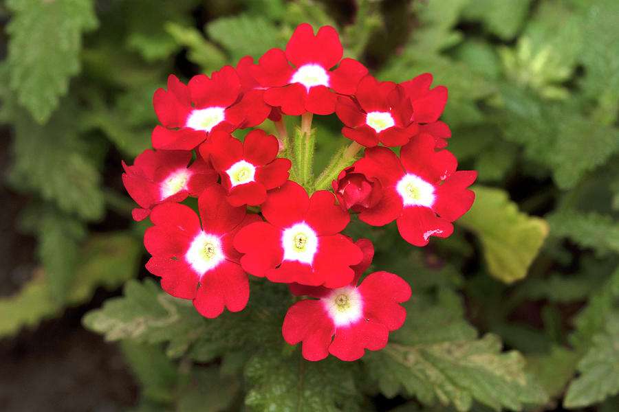 verbena ogrodowa puzzle online