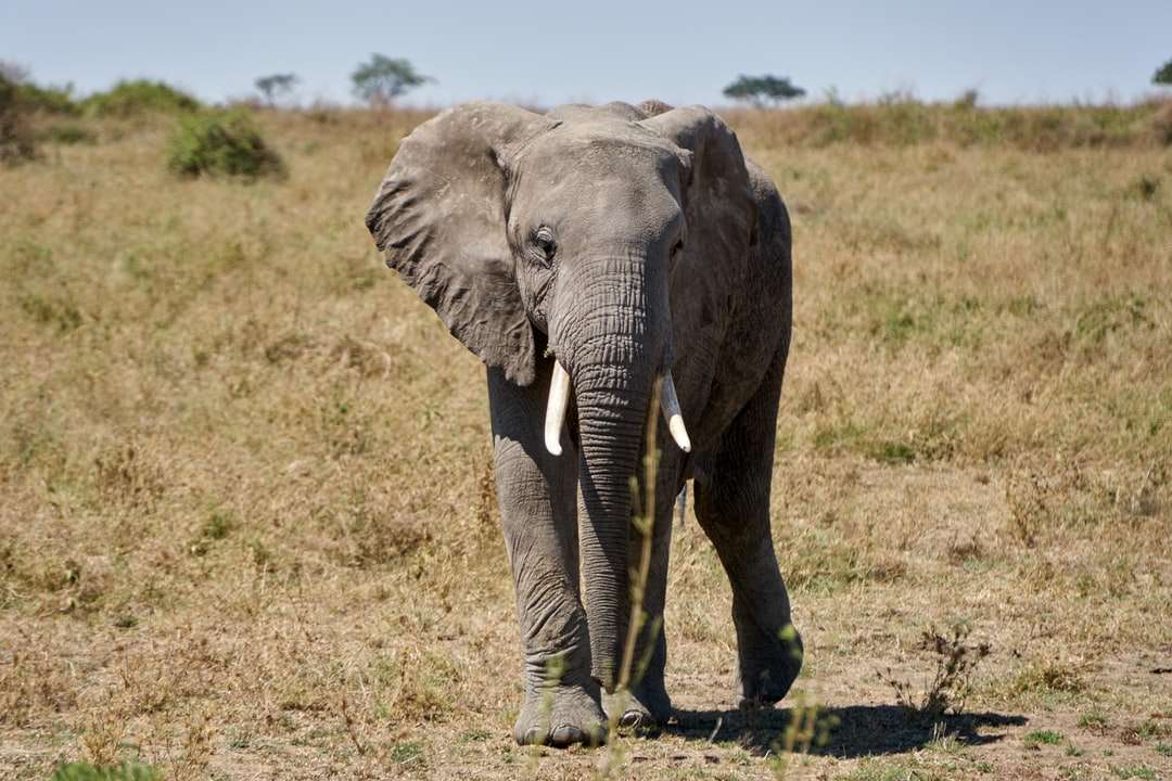 czarny słoń chodzenie po zielonym polu trawy w ciągu dnia puzzle online