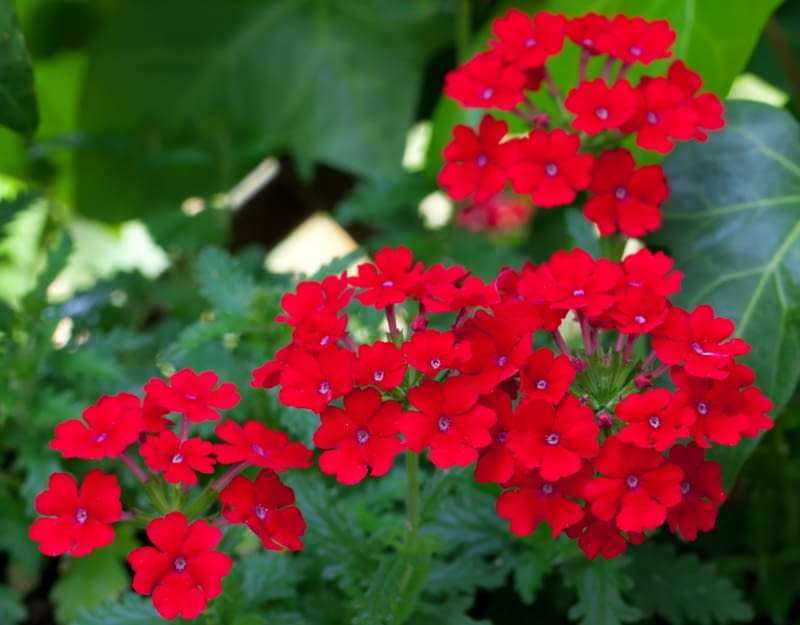 czerwone kwiaty puzzle online