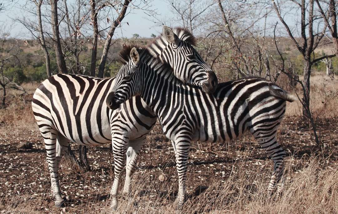 zebra stojąca na polu brązowej trawy w ciągu dnia puzzle online